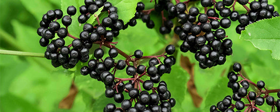 Elder berry