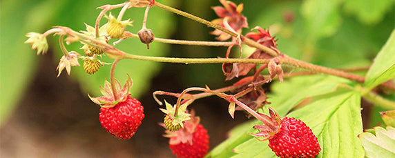Wild Strawberry