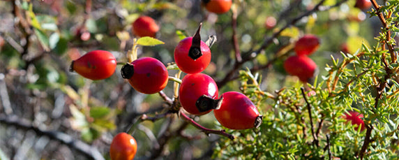 Wild Rosehip