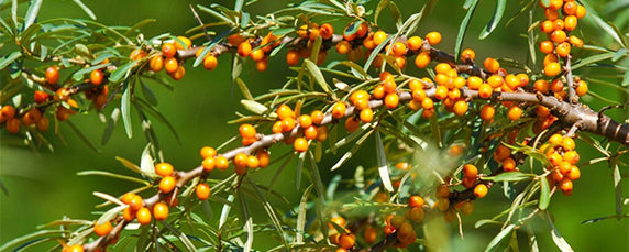 Sea Buckthorn Berry