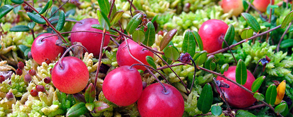 Wild Cranberry